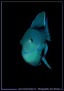 Great moment - Face to face with this beautiful Blue Trig... by Michel Lonfat 